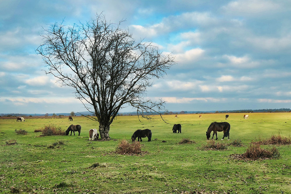 Luxury, dog friendly Manor House perfect for special celebrations or holidays with family and friends | Downwood Holidays, Dorset