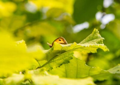 Luxury holiday chalet with hot tub in Dorset. Sleeps 2 guests | Downwood Holidays